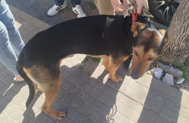 Capitán Bermúdez: rescataron a un perro encerrado en un auto y detuvieron a su dueña