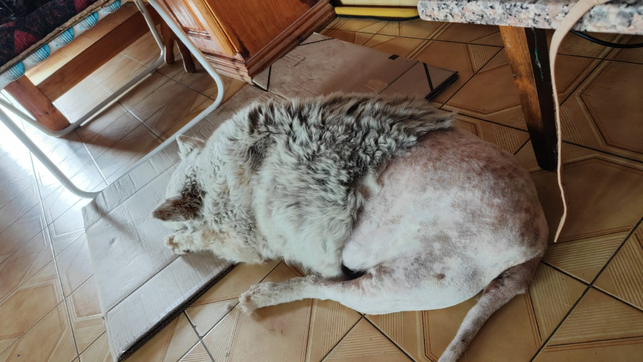 Blanca necesita ayuda urgente: una perra atropellada lucha por volver a caminar