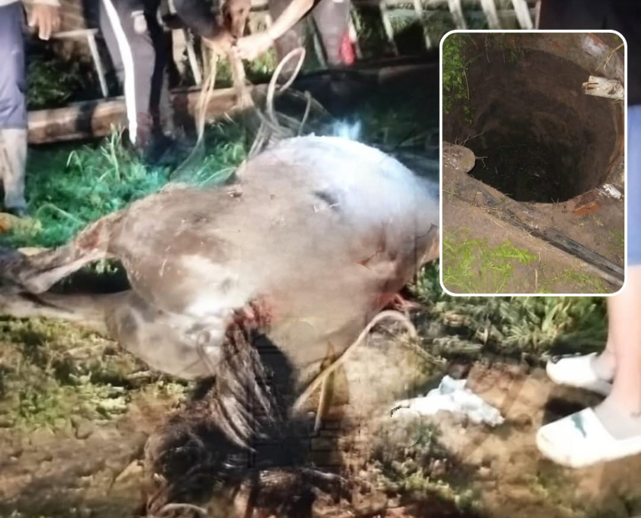 San Lorenzo: rescataron a un caballo que había caído en un pozo séptico