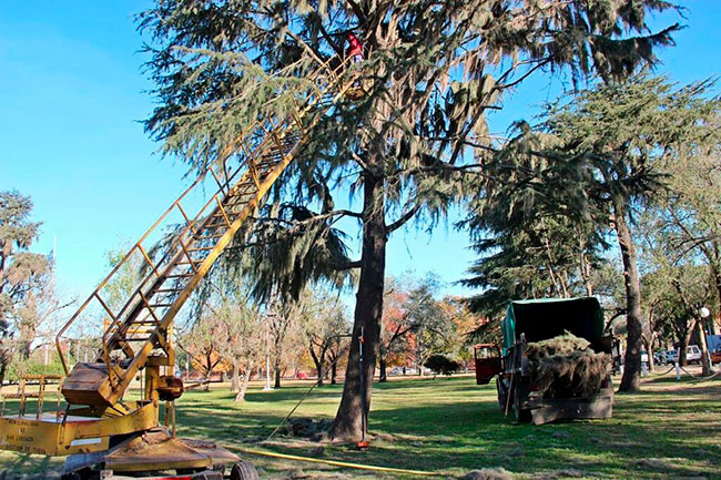 Trabajarán en la erradicación de las “barbas de Cristo” en el Campo de la Gloria