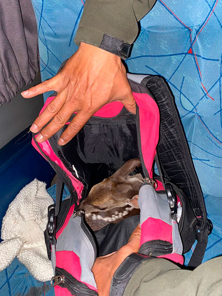Formosa: Gendarmería rescató a un ciervo que era trasladado oculto en una mochila