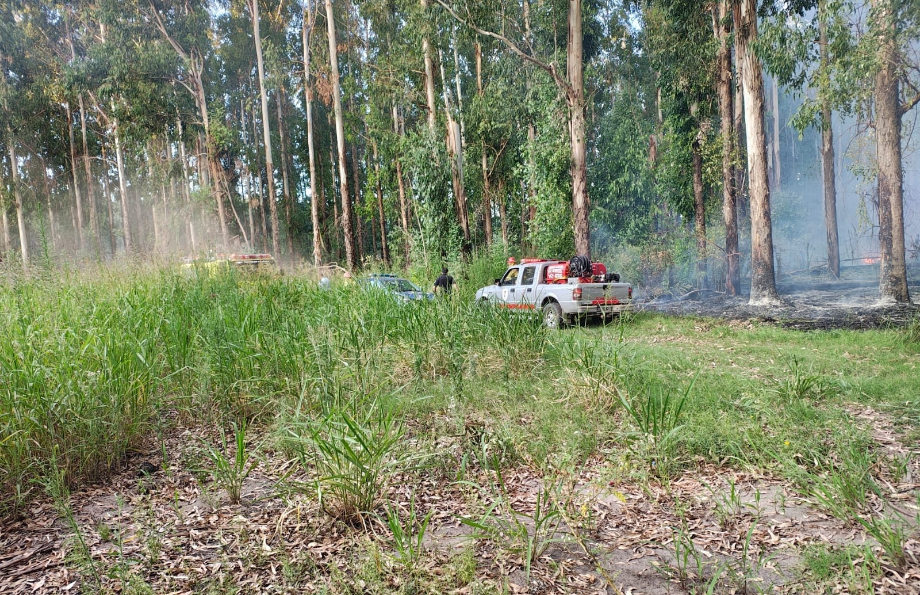 Incendio en predios de Celulosa Argentina: amplio operativo logró controlar el fuego en Capitán Bermúdez