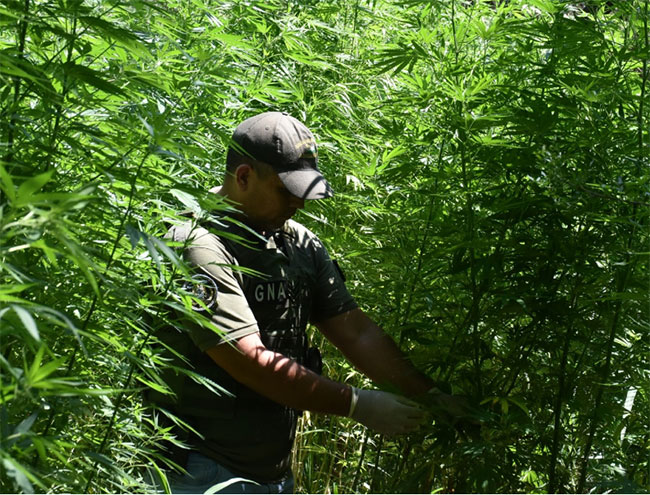 Santiago del Estero: desmantelan plantación con más de 1200 plantas de marihuana y detienen a un hombre