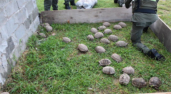Descubren 150 tortugas y 100 aves silvestres ocultas en la carga de un camión