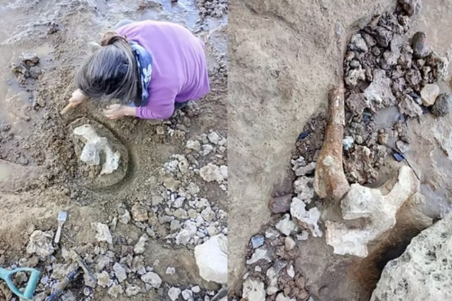Capitán Bermúdez: Hallan restos fósiles de megafauna de más de 10 mil años en las barrancas del Paraná