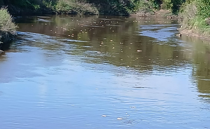 Desastre ambiental en el Río Carcarañá: Innumerables peces muertos frente a Pueblo Andino