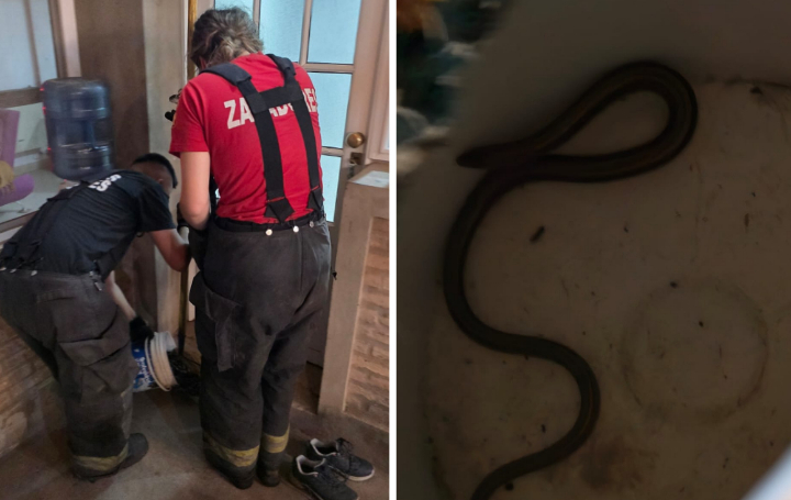 Susto mayúsculo: vecino de Ricardone encontró una víbora debajo de una alfombra y fue retirada por bomberos zapadores