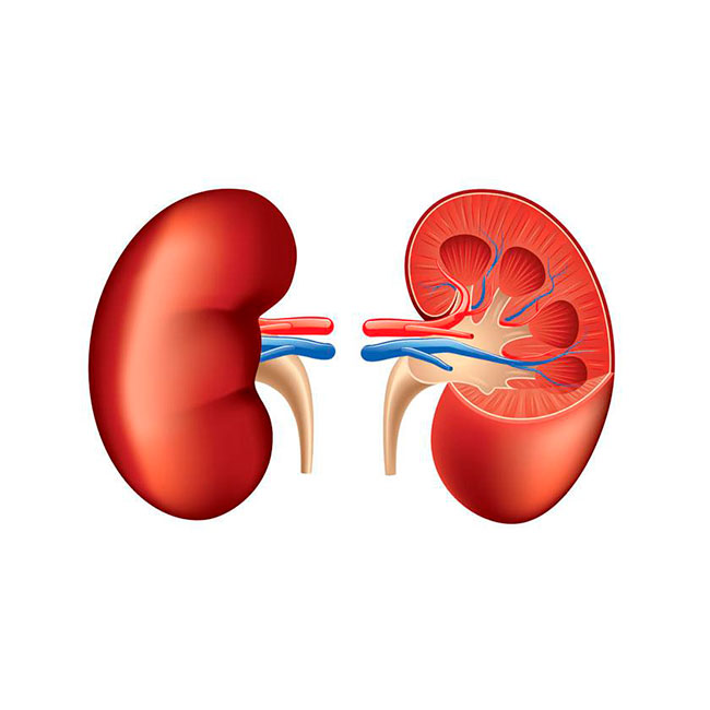 12 de marzo - Día Mundial del Riñón