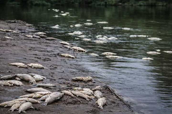 Hipoxia por lluvias: La ciencia explica la mortandad de peces en el río Carcarañá