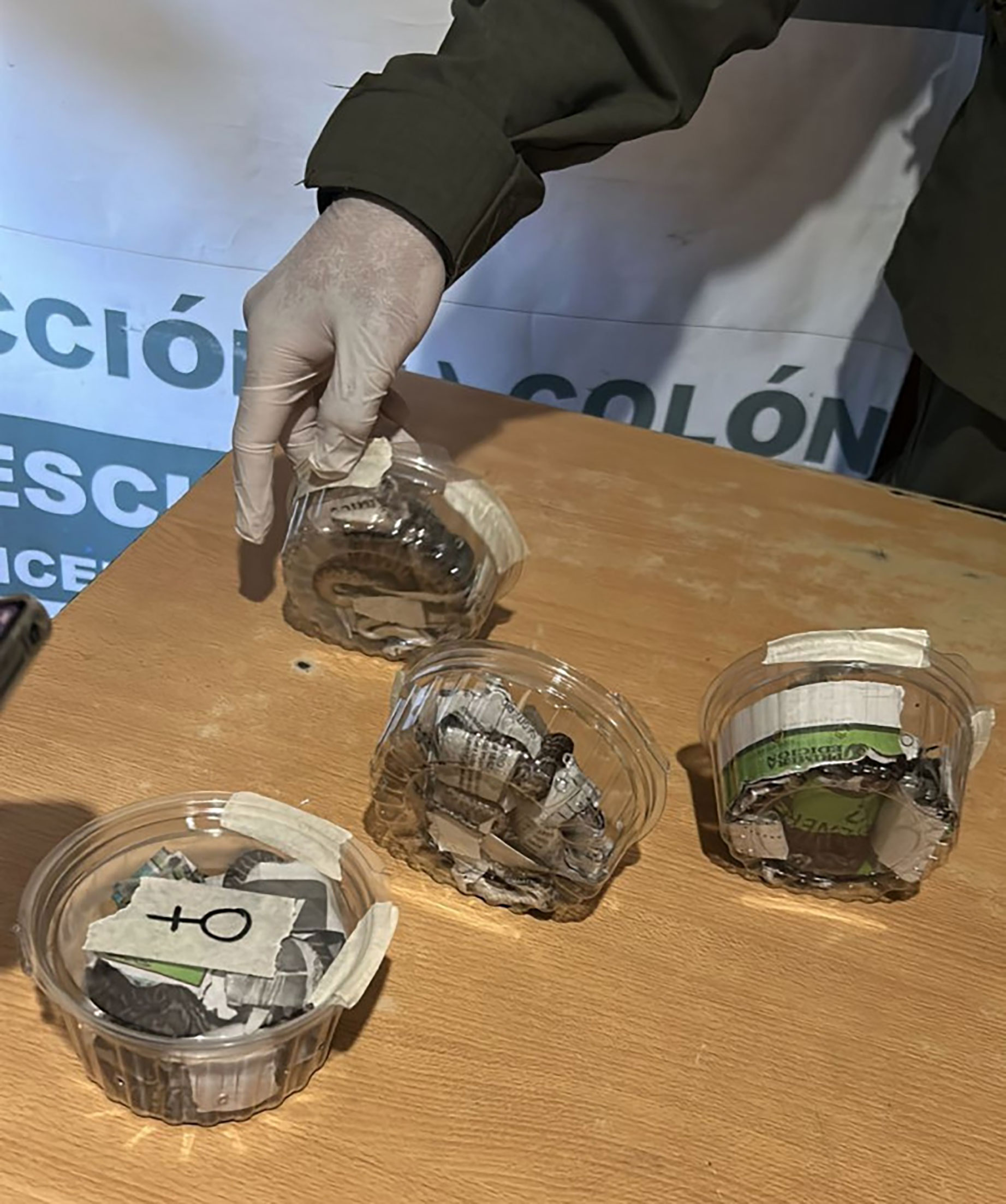 Rescatan seis crías de serpientes Boa constrictora que eran transportadas en una encomienda