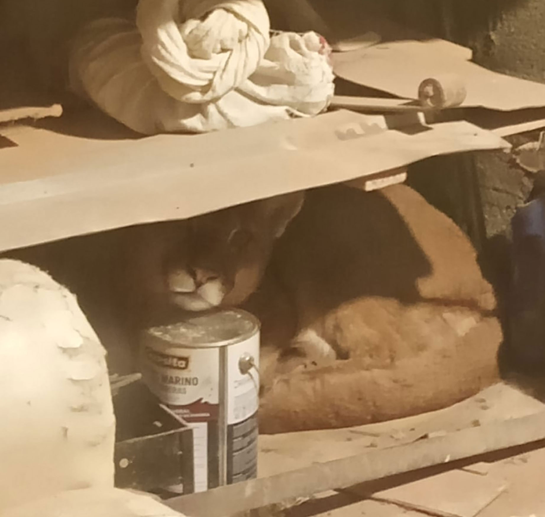Río Negro: rescatan y liberan a un puma que había ingresado a una vivienda en Bariloche