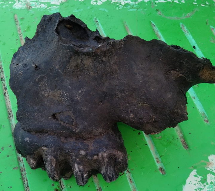 Un extraordinario hallazgo en el río Coronda devuelve a Puerto Gaboto a la historia profunda de la Tierra