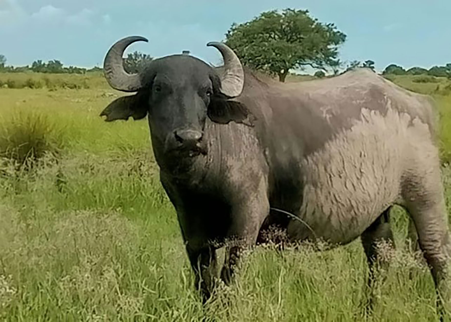 Santa Fe impulsa la producción de búfalos y busca abrir nuevos mercados