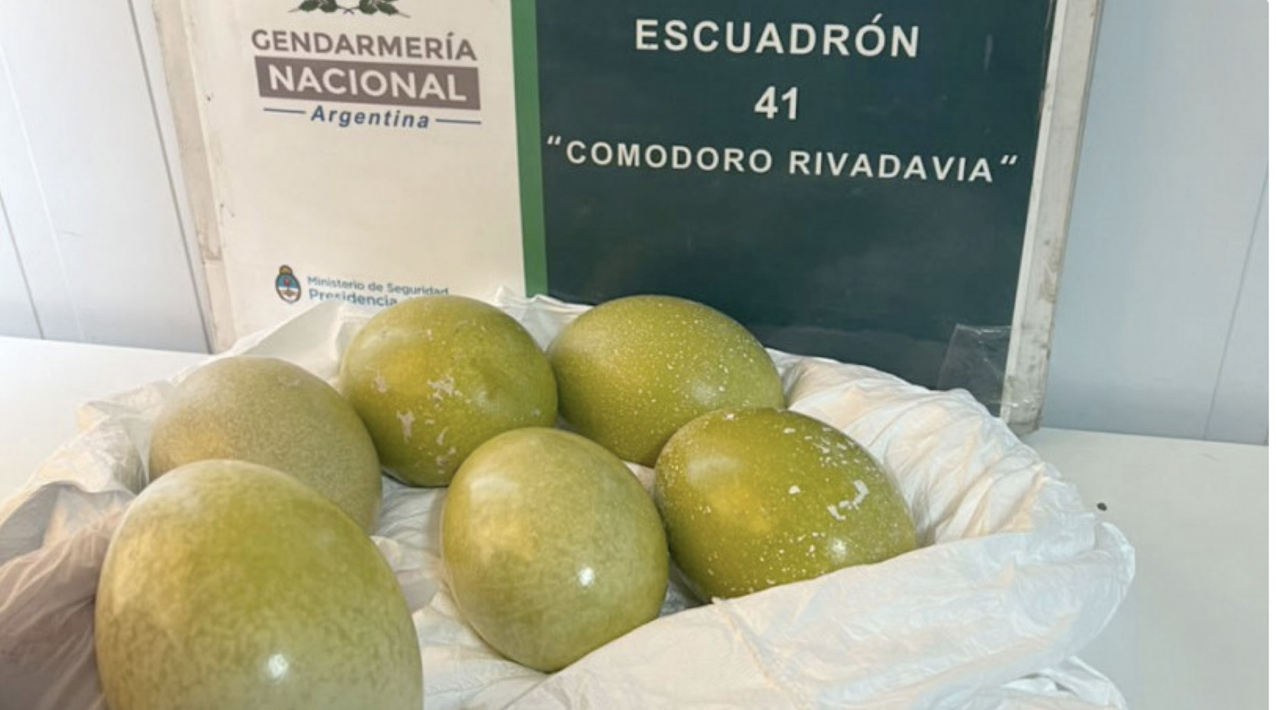 Chubut: secuestraron seis huevos de choique que un conductor llevaba en su auto