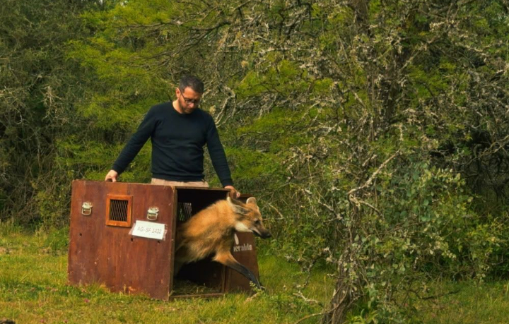 Volvió a la naturaleza el aguará guazú rescatado en el oeste de Rosario
