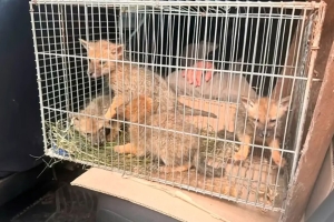Rescataron cuatro zorritos en Roldán y trabajan para devolverlos a su hábitat